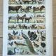 Sheet "Pets" 20x29 cm