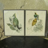 Pair of engravings "with birds"