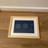 Cyanotype fleurs de carottes