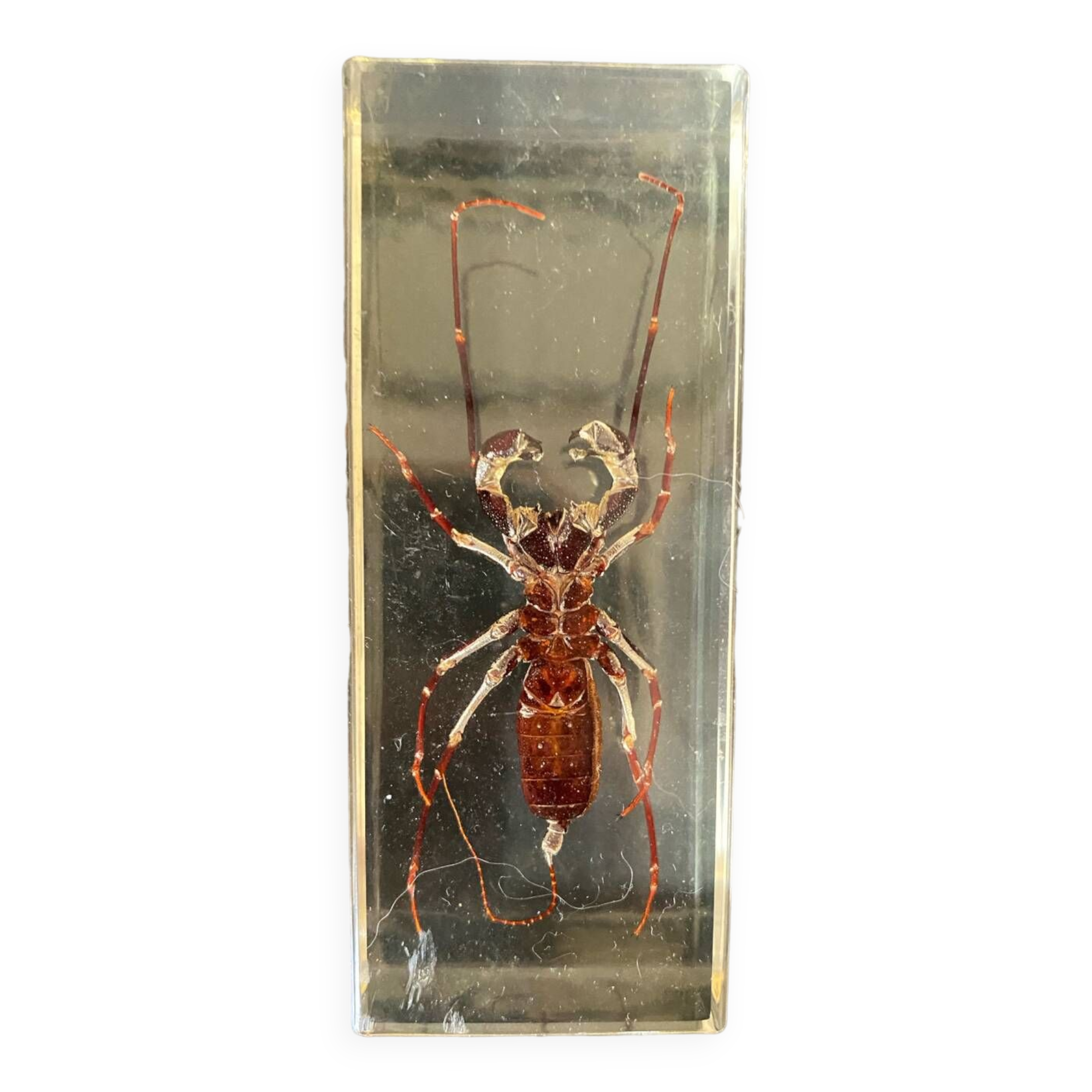 Resin inclusion insect - the staghorn uropyge.