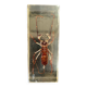 Resin inclusion insect - the staghorn uropyge.