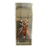 Resin inclusion insect - the staghorn uropyge.
