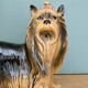 Vintage ceramic dog