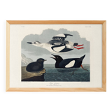 Poster about the Black Guillemot, based on an old engraving from 1827.