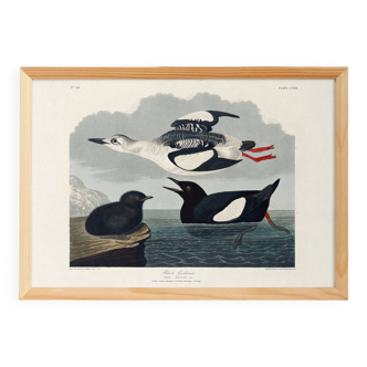 Poster about the Black Guillemot, based on an old engraving from 1827.
