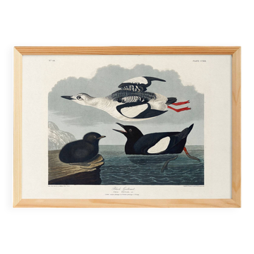 Poster about the Black Guillemot, based on an old engraving from 1827.