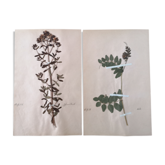 Ancient herbarium boards