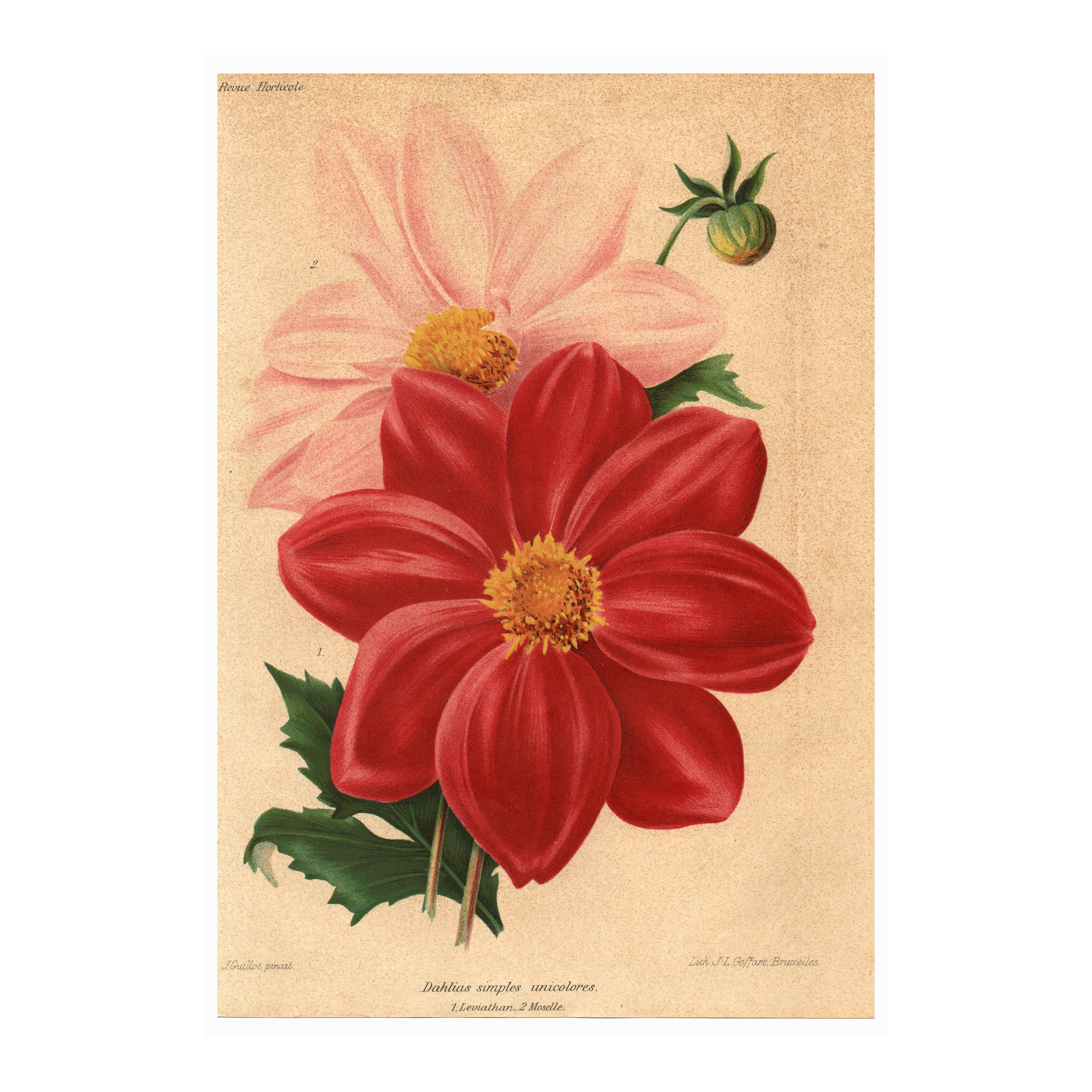 Botanical Engraving 1911 - Monochrome Dahlias by J. Guillot - Garden Flowers