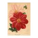 Botanical Engraving 1911 - Monochrome Dahlias by J. Guillot - Garden Flowers