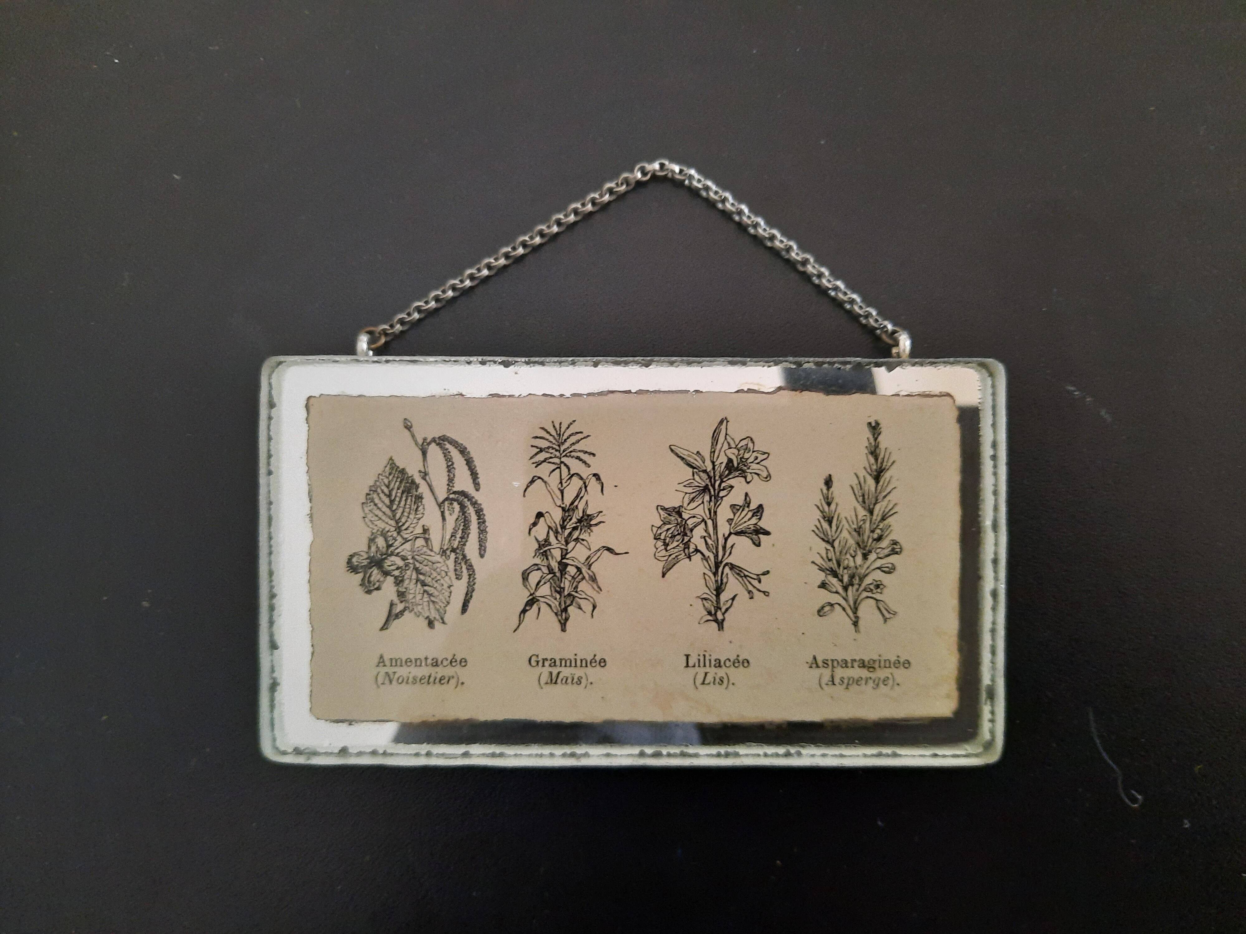 llustration ancienne "Herbier" insérée sous miroir