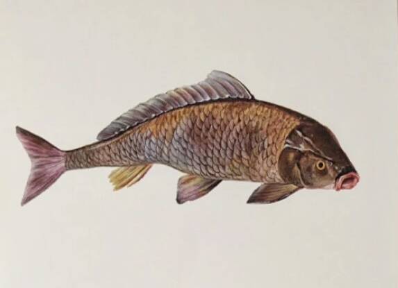 Bestiary plates from the Natural History Museum The carp