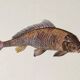 Bestiary plates from the Natural History Museum The carp
