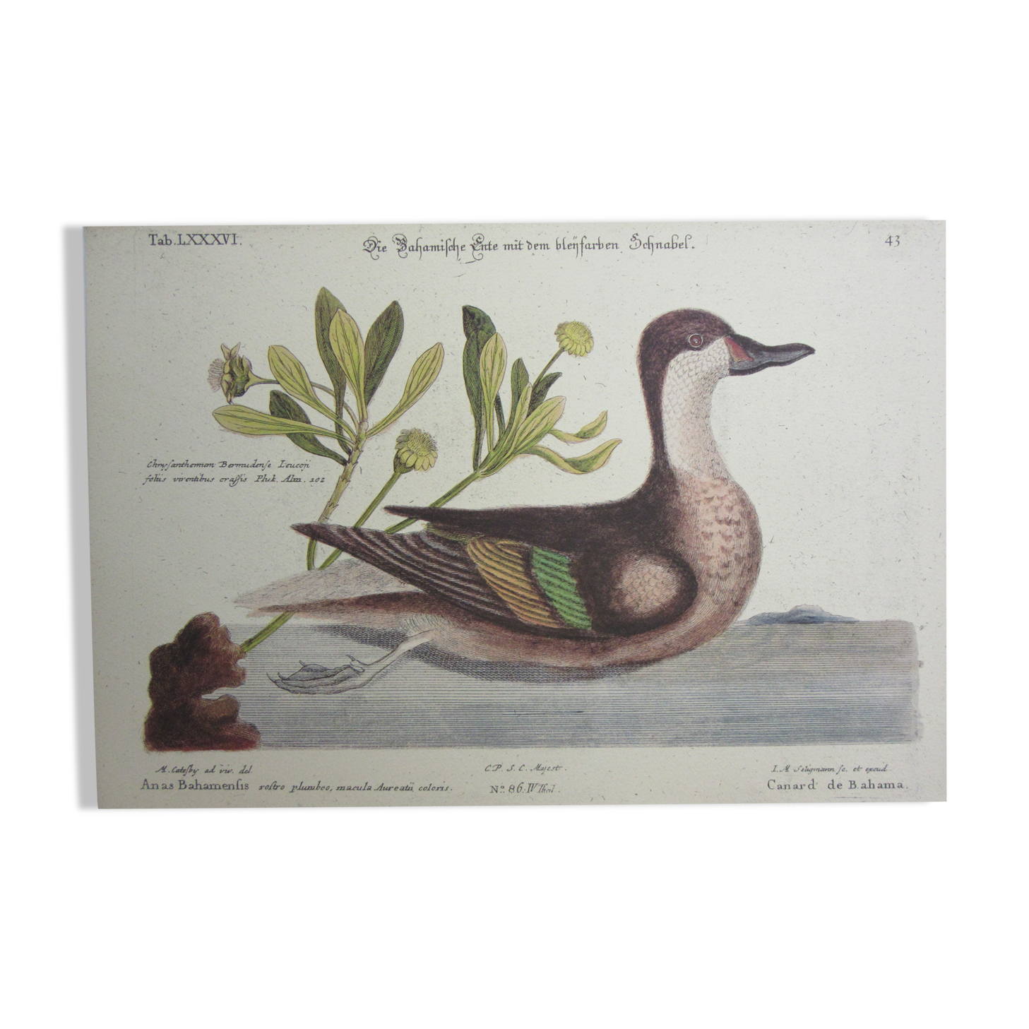 Engraving bird, bahama duck, repro Catesby/Seligmann