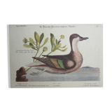 Engraving bird, bahama duck, repro Catesby/Seligmann