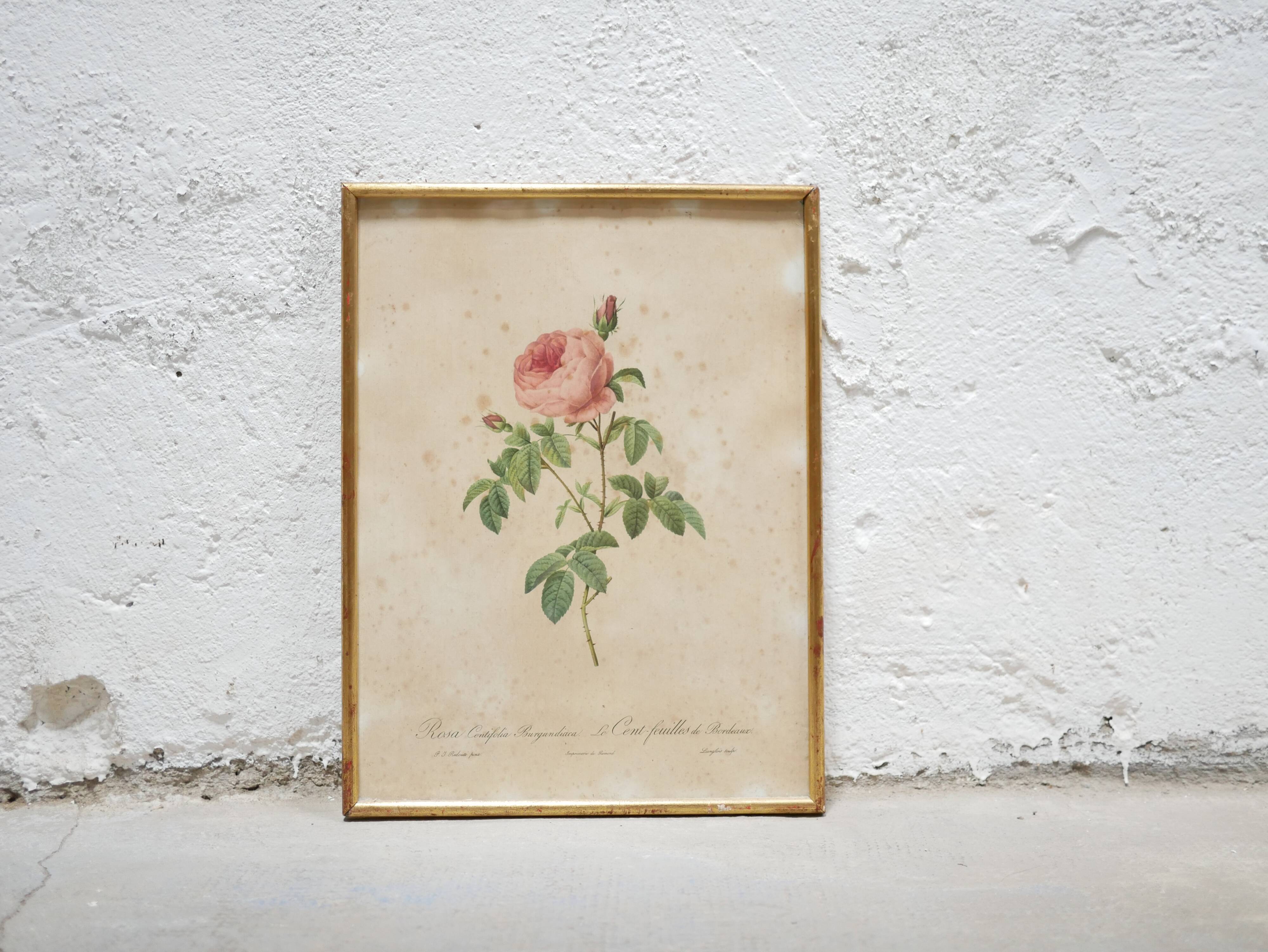 Vintage botanical poster Rosa Centifolia Burgundiaca by P.J.Redouté