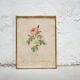 Vintage botanical poster Rosa Centifolia Burgundiaca by P.J.Redouté