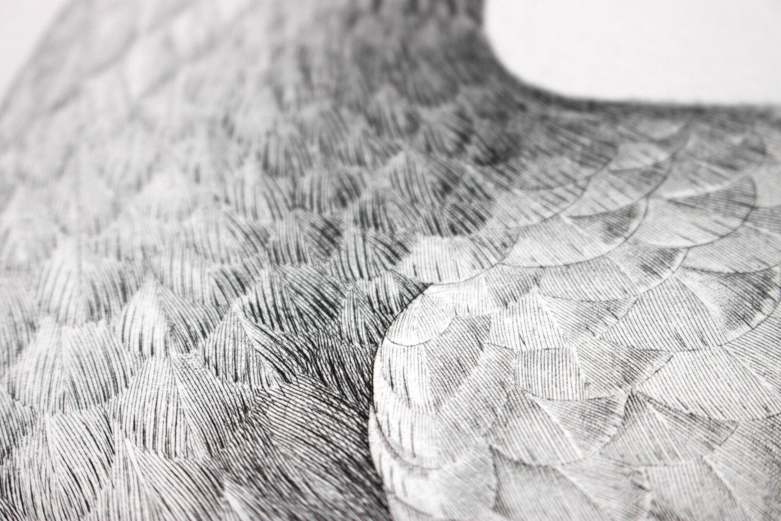 Engraving birds - chalcography of the louvre original. de redouté - ibis sacré and ibis noir