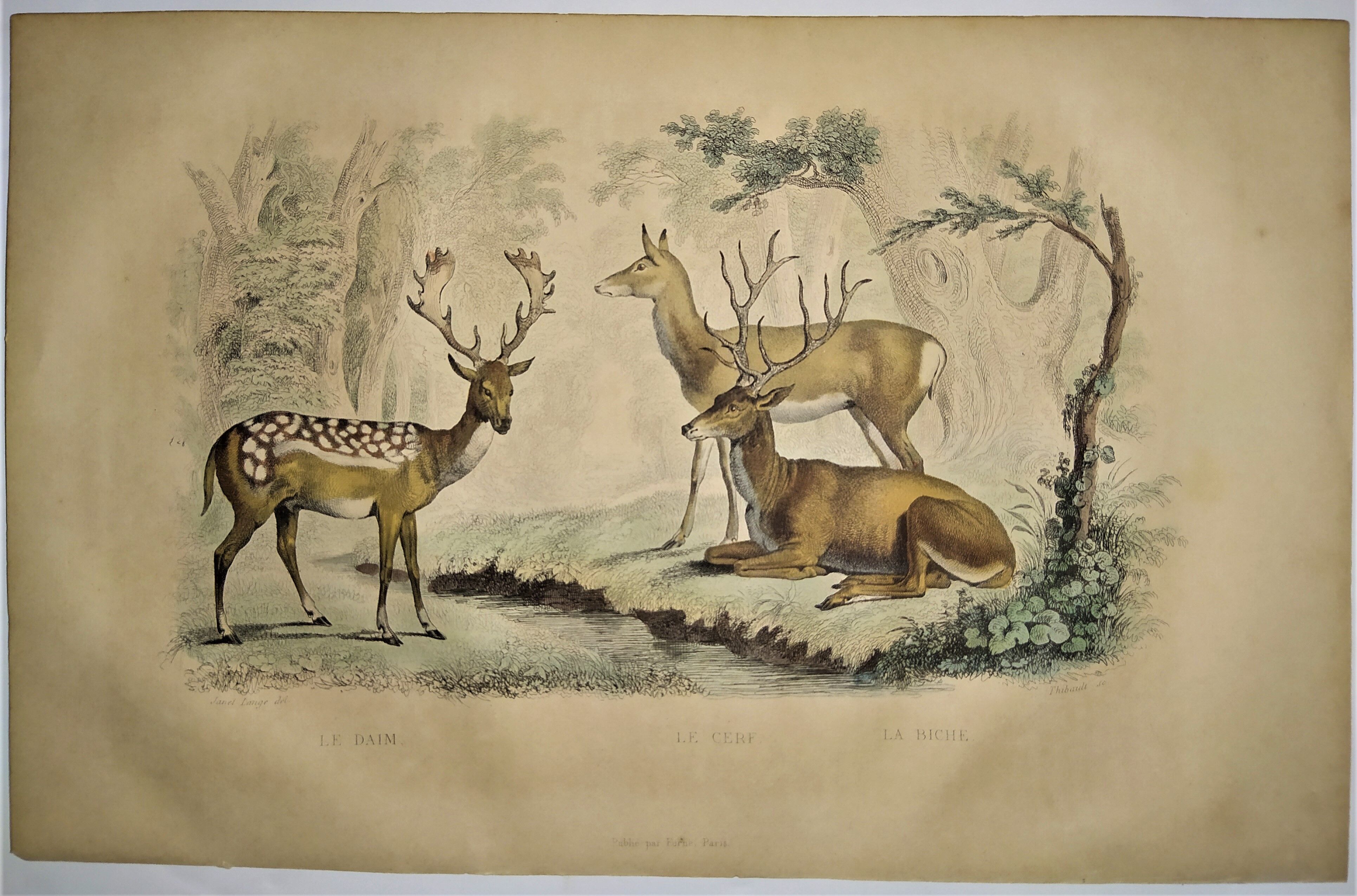 Original zoological plate of 1839 " Deer, Deer,.... "