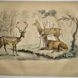 Original zoological plate of 1839 " Deer, Deer,.... "