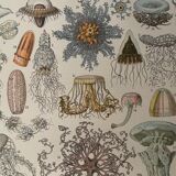 Lithograph on oceanography of 1897