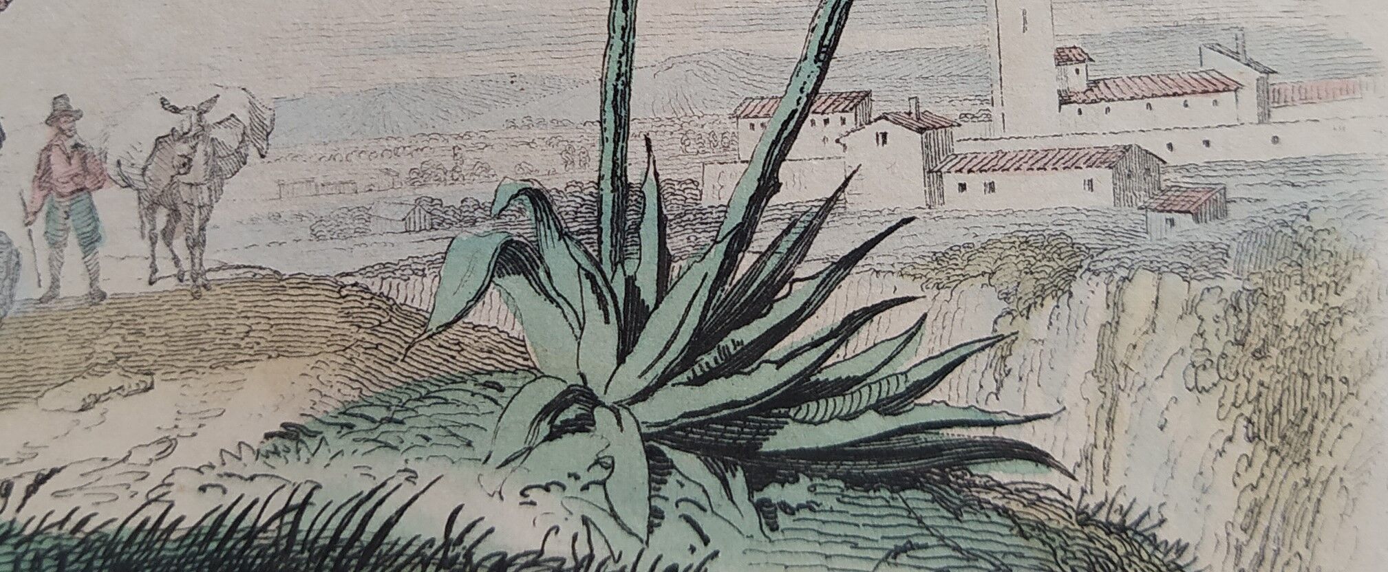 Original zoological illustration "mule" - Buffon 1840