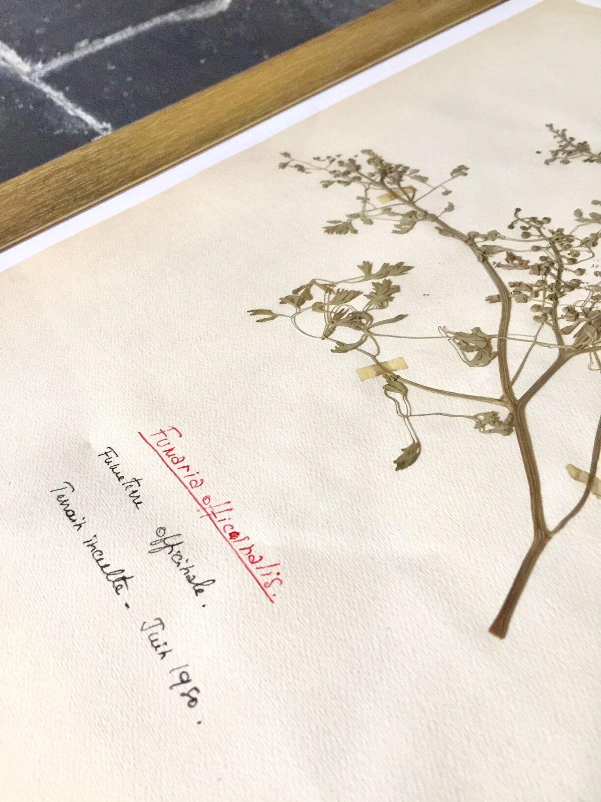 Lot of 4 boards herbarium 1950
