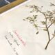 Lot of 4 boards herbarium 1950