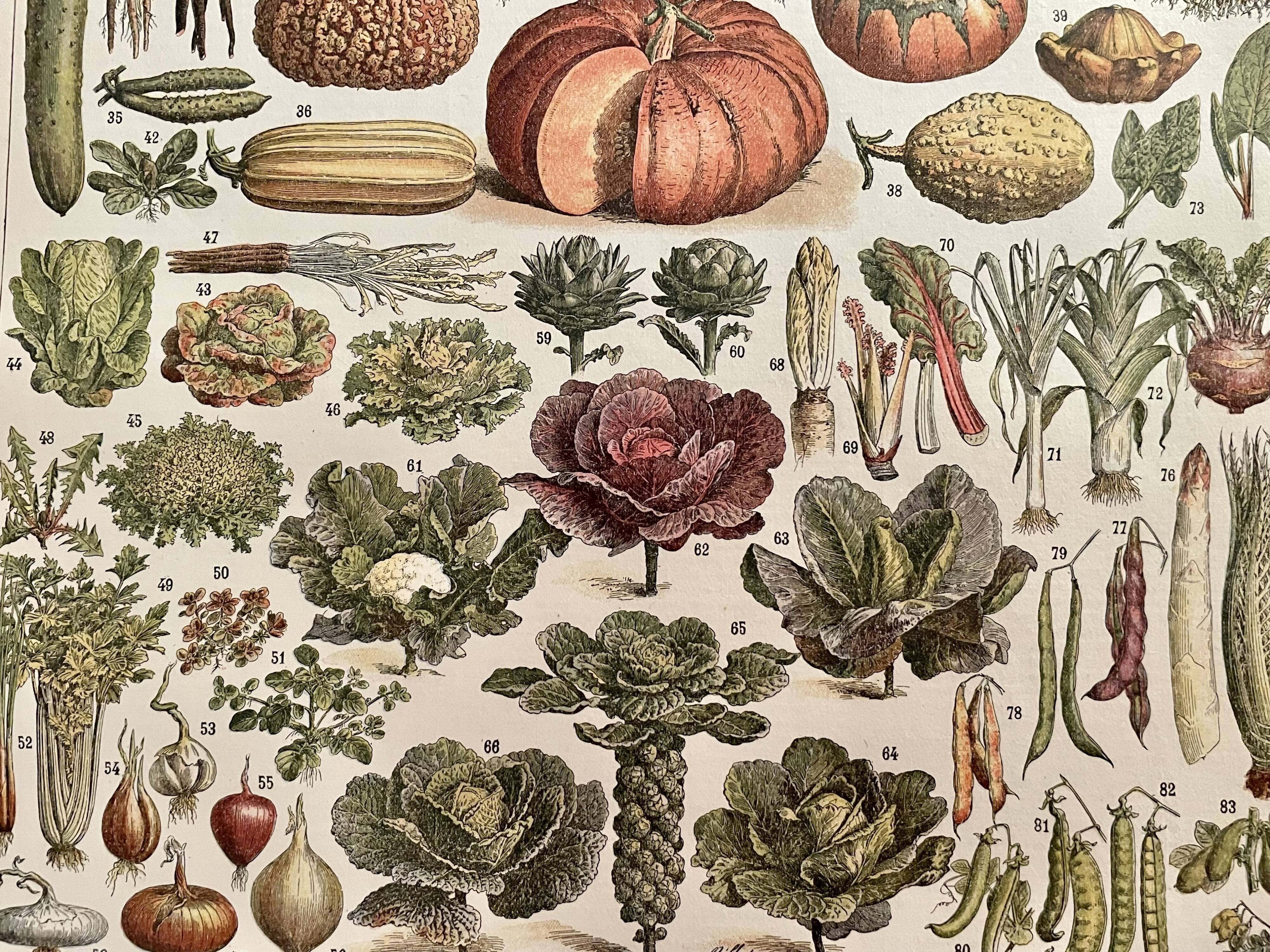 Lithograph on vegetables and vegetable plants - 1900
