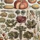Lithograph on vegetables and vegetable plants - 1900