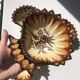 Paul Fouillen shell pocket emptier