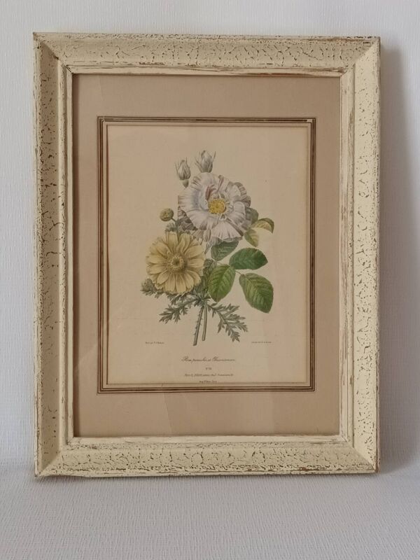 Lithographie botanique Redouté vintage