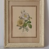 Vintage Redouté Botanical Lithograph