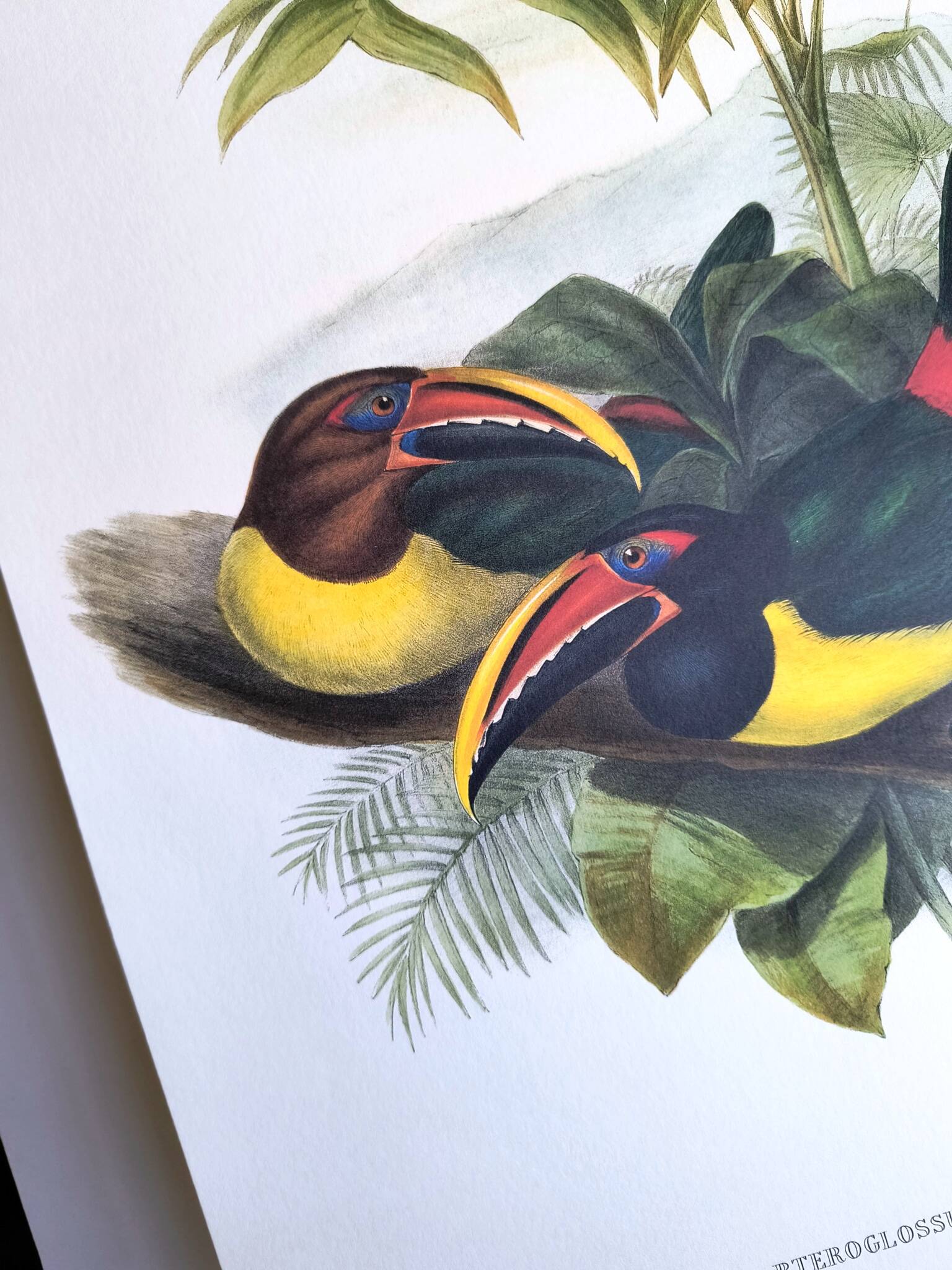 Vintage Board - Green Aracari by John Gould. Exotic Bird Illustration