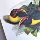 Vintage Board - Green Aracari by John Gould. Exotic Bird Illustration