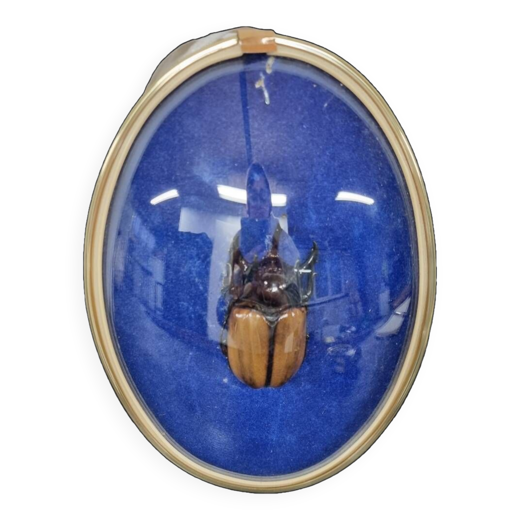 Beetle entomology box