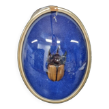 Beetle entomology box