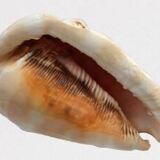 Large horned conch shell helmet