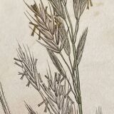 Trio of botanical plates, Ed London 1809