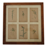Table of 6 old engravings of flowers from Europe