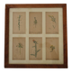Table of 6 old engravings of flowers from Europe