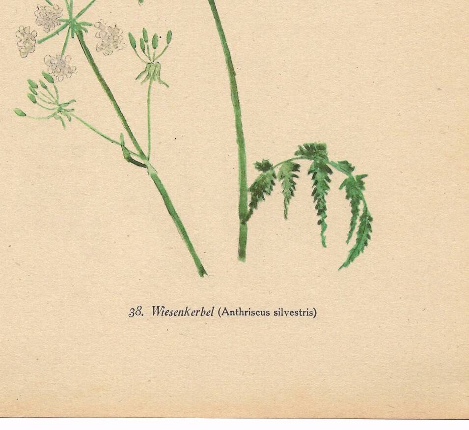 Illustration 1948 - Meadow Chervil by H. Strache - natural floral
