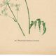 Illustration 1948 - Meadow Chervil by H. Strache - natural floral