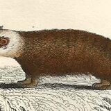 Zoological board "Blaireau - Otter - Fouine - Marte" Buffon 1848