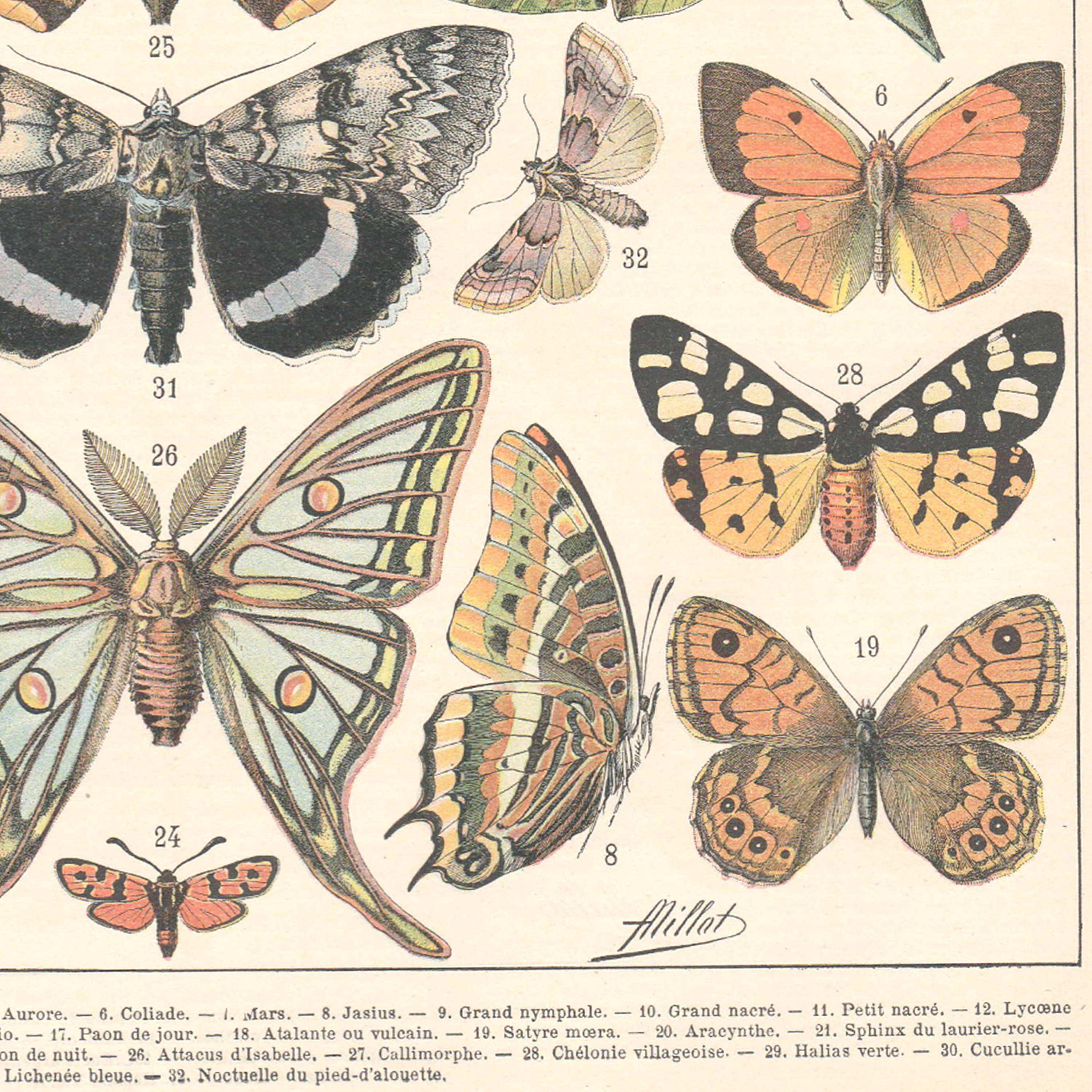 Lithograph plate butterflies of Europe 1900