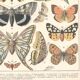 Lithograph plate butterflies of Europe 1900