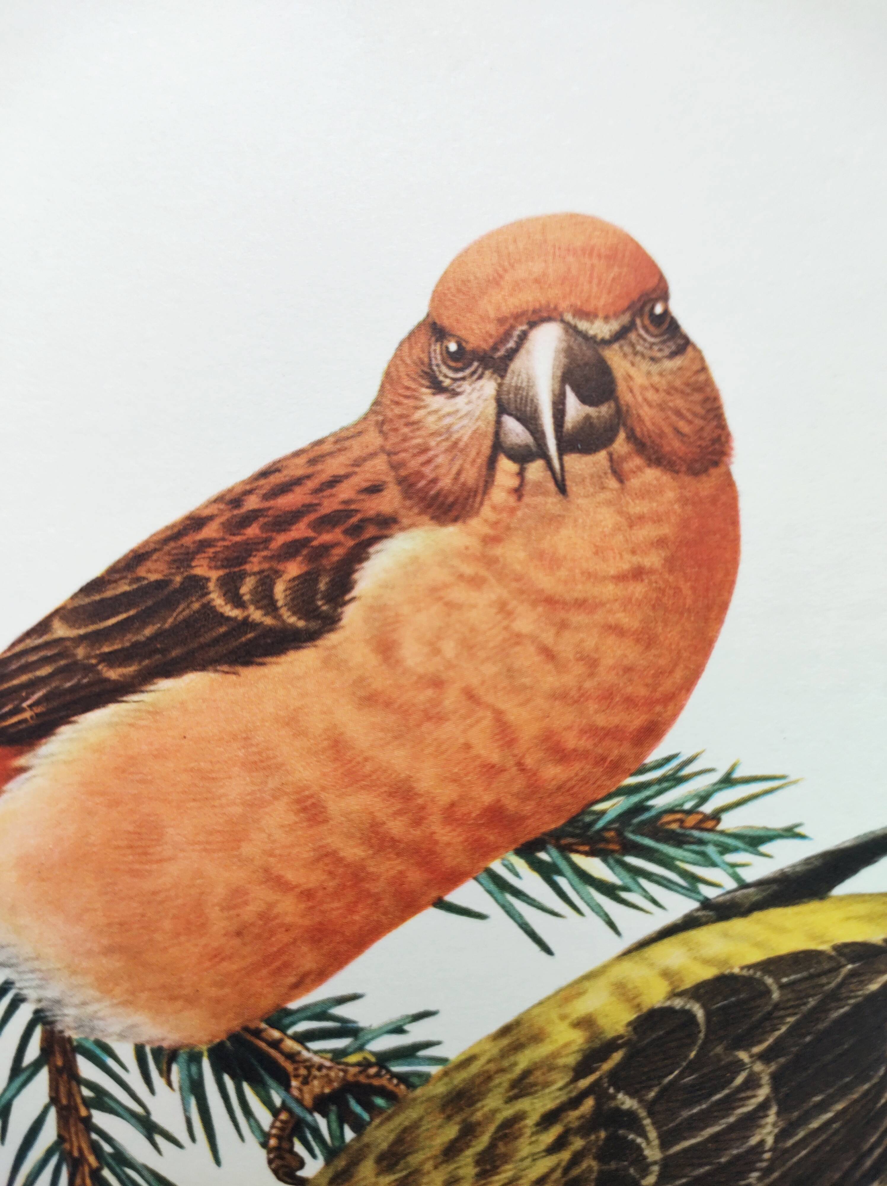 Old bird plate from the 1960s - Red Crossbill - Animal zoological illustration