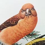 Old bird plate from the 1960s - Red Crossbill - Animal zoological illustration