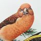 Old bird plate from the 1960s - Red Crossbill - Animal zoological illustration