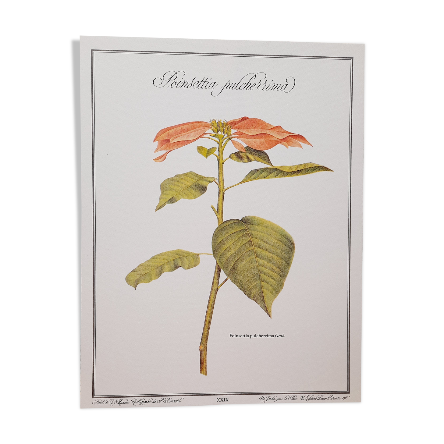 Planche botanique poinsettia
