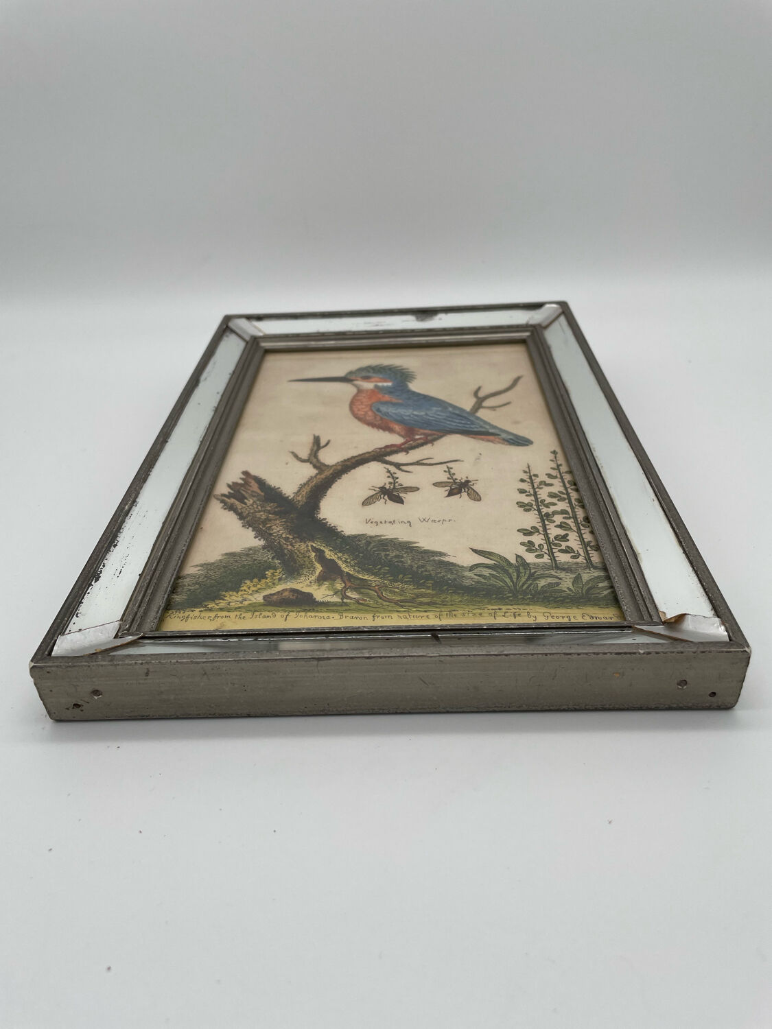 Antique engraving of bird naturalist, by Georges Edwards.